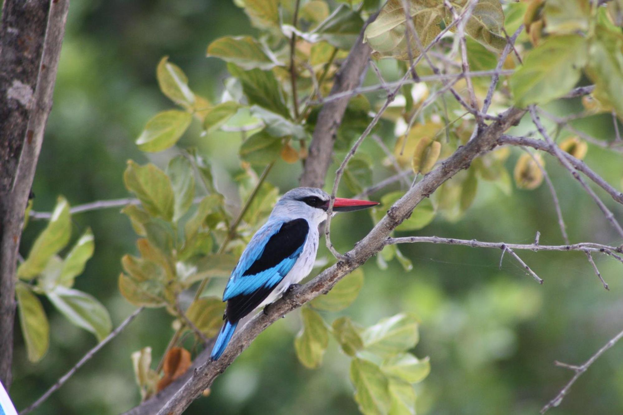 Normann Safari Bush Lodge Пгалаборва Екстер'єр фото